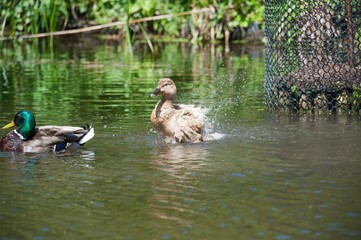 Female mallard duck ruffling feathers on a pond