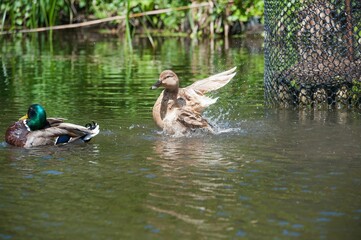 Female mallard duck ruffling feathers on a pond