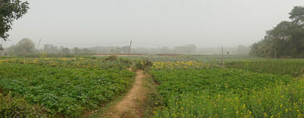 Panoramic vast field of mustard plants, genera Brassica and Sinapis. Mustard seed is used as a...