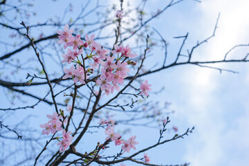 Cherry Blossoms in Early Bloom Against a Spring Sky