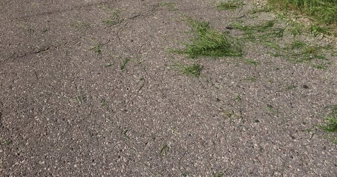 the edge and shoulder of the road are in green mown grass, green grass not removed from the road after mowing grass in summer