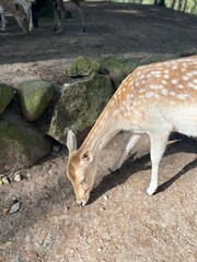 Cute small deer in the national park, fawns in the park 