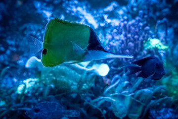 Paris, France - 12 09 2023: Palais de la Porte Dorée. Tropical fishes. View of a yellow butterfly fish
