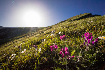 Obraz premium flowers on the mountain