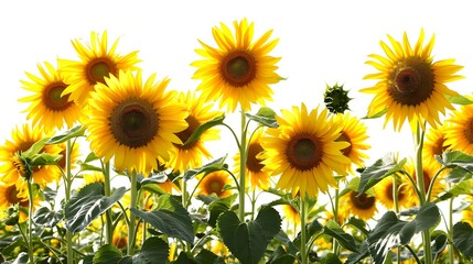 Sunflowers in the field.with lush green leaves. Perfect for adding a touch of nature to any project