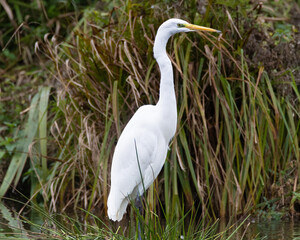 Silberreiher