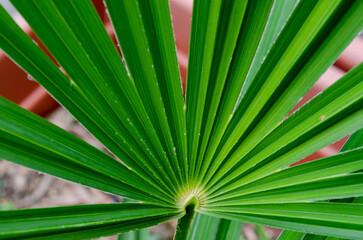 Obraz premium palm tree leaves