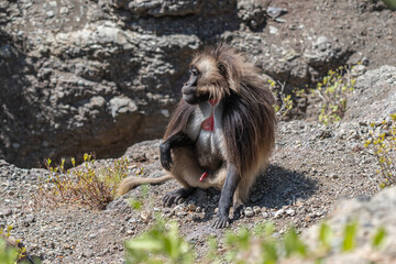 A Gelada Monkey (Theropithecus Gelada) opening its mouth wide to bear its teeth, Simien Mountains National Park, Ethiopia 