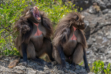 Different yawns send different messages for Gelada Baboons, Simien Mountain, Ethiopia