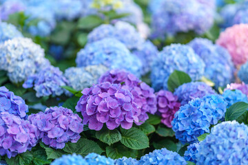 Closeup of field of colorful Hydrangea flower under sunlight with copy space  background natural green plants landscape, ecology wallpaper cover page concept.
