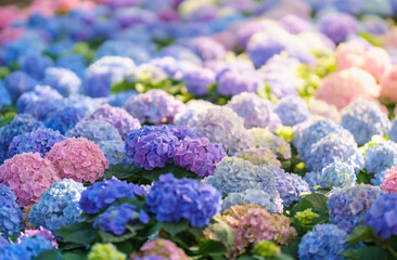 Closeup of field of colorful Hydrangea flower under sunlight with copy space  background natural...