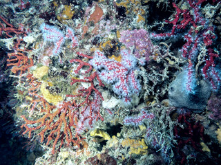 Mediterranean coral reef - 707214998