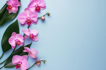 Bright spring and summer background in blue with white and pink orchids . Frame of flowers with place for text, copyspace, web banner and postcard, spa and relax