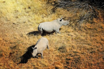 Naklejka premium white rhinoceros pair