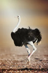 Fotobehang Wild male ostrich walking on rocky plains of etosha © Sorin