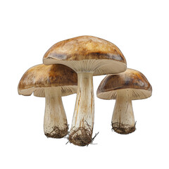 Mushrooms isolated on transparent background