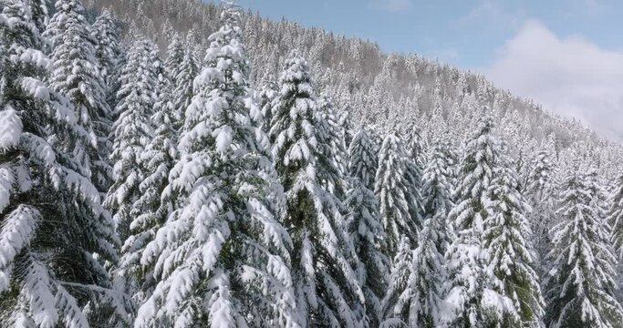Aerial Forward Scenic View Of Snow Covered Trees In Jungle On Mountain During Sunny Day - French Alps, France