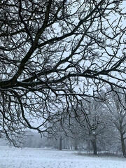 snow covered trees