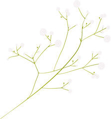 zarte weiße Blüten Zierpflanze Schleierkraut