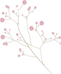 zarte rosa Blüten Zierpflanze Schleierkraut
