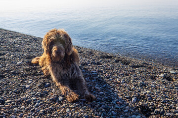 A fluffy brown dog lying on a pebble beach next to the serene water