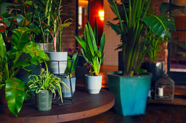Fototapeta na wymiar Potted plants on table at home