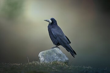 Rook, Corvus frugilegus, single bird on rock, Scotland, Gloucestershire