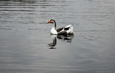 goose on lake