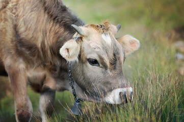 Young brown cow in summer meadow