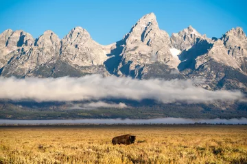 Cercles muraux Chaîne Teton Bison poses for photo in front of Grand Teton on crisp Autumn morning