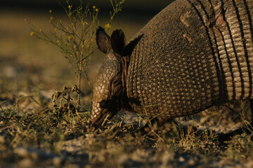 Texas wildlife shows nine-banded armadillo face and shell closeup in nature.