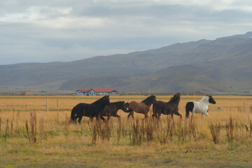 Horses in farm in Iceland in summer season. Animal