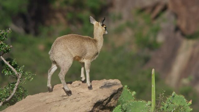 Wide shot of a klipspringer scanning the area from the top of a rock