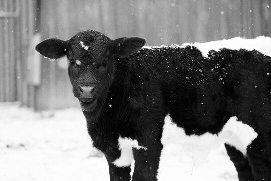 Calf cow in winter snow, black and white photo of young farm animal closeup looking at camera.