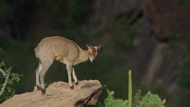 Wide shot of a klipspringer looking at the camera briefly in Kenya