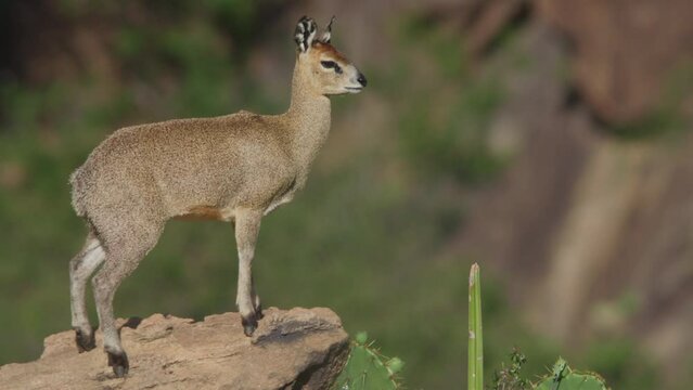 Bokeh shot of a klipspringer scanning the surroundings in Kenya