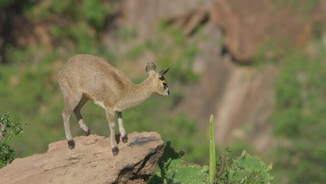 Wide shot of a klipspringer flapping its ears constantly