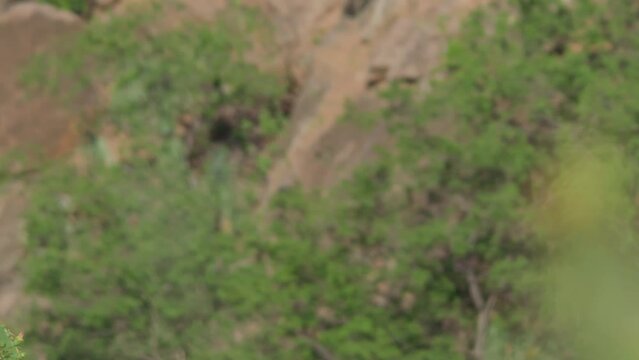 Pan shot of a klipspringer as it stares at the camera