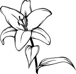 Lily flower sketch on transparent background