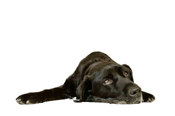 Black Labrador Retriever dog lying on front with nostalgia and tireness on white background....