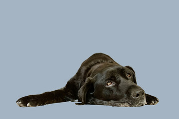 Black Labrador Retriever dog lying on front with nostalgia and tireness on blue background. Concept of nostalgia and wave to the soul.