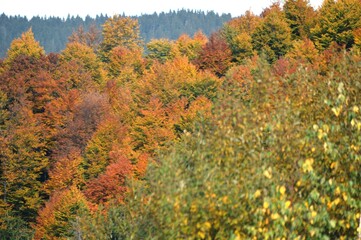 a forest full of colorful autumn leaves