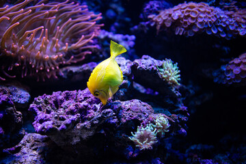 Fototapeta na wymiar Yellow tang fish. Zebrasoma flavescens. Little yellow fish. Coral reef with fish. Fish in aquarium