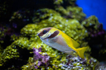 Fototapeta na wymiar Siganus virgatus. Fish of Australia. Doublebar rabbitfish, barhead spinefoot, doublebar spinefoot. Fish in aquarium. Marine ray-finned fish