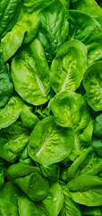 Obraz premium Fresh lettuce green leaves with water drops over it, closeup macro detail vertical banner. Generative AI