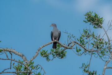 The green imperial pigeon is a large forest pigeon. Its broad range extends from Nepal, southern...