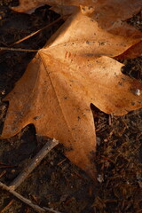 Maple leaf fallen autumn and winter in Spain