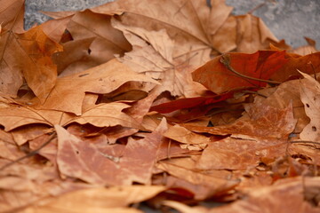 Maple leaf fallen autumn and winter in Spain