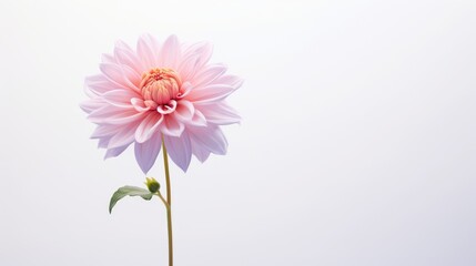 Pink dahlia flower isolated on white background with copy space.