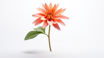 Orange dahlia flower isolated on white background, clipping path included